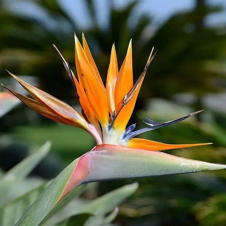 Orange Strelitzia Flower Seeds – Heirloom, Non-GMO, High Germination Seeds