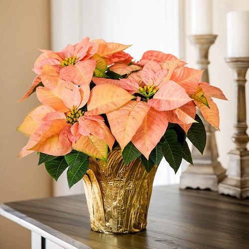Orange Poinsettia Flower Seeds – Heirloom, Non-GMO, High Germination Seeds