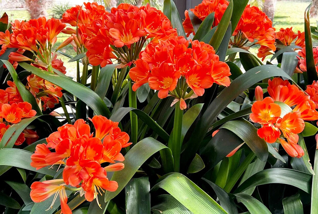Perennial Clivia Flower Seeds Red – Heirloom Non-GMO High Germination Seeds