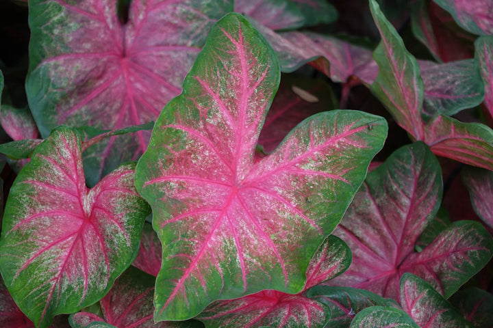 Caladium Bicolor Flower Seeds For Planting Pink Green – Heirloom, Non-GMO, High Germination Seeds Organic Garden Seeds