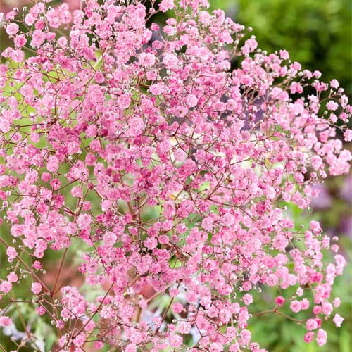 Semillas de flores de gypsophila rosa – Variedad tradicional, no transgénicas, de alta germinación