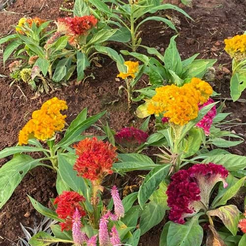 Mixed Cockcomb Flower Seeds – Heirloom, Non-GMO, High Germination Seeds