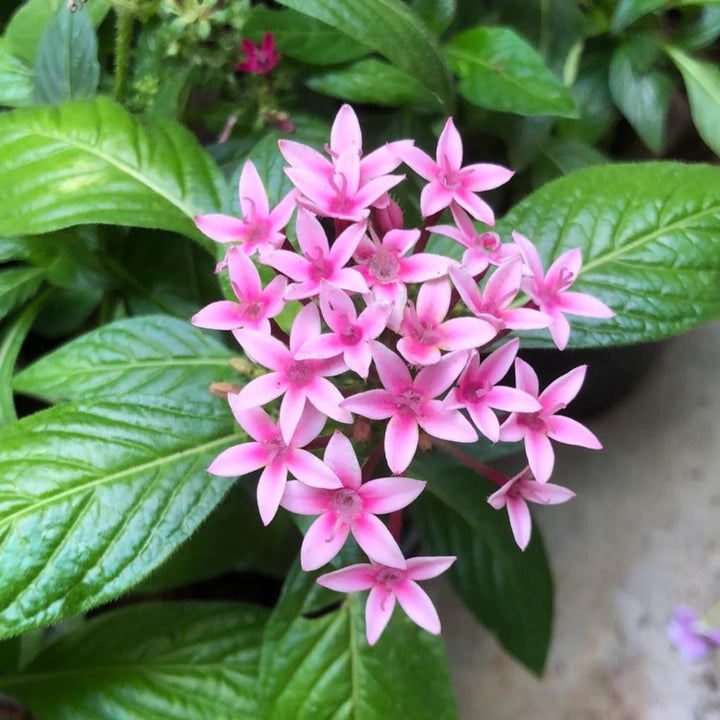 Pink Pentas Lanceolata Flower Seeds Heirloom Non-GMO High Germination Organic Garden Seeds for Planting