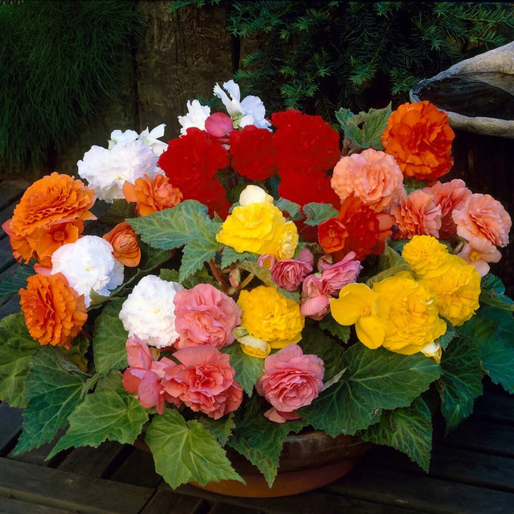 Double Begonia Flower Seeds – Heirloom Non-GMO High Germination Seeds
