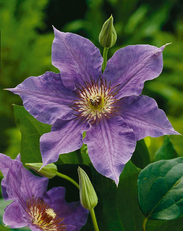Purple Cleome Flower Seeds for Planting – Heirloom Non-GMO High Germination Seeds Seeds for Planting Organic Garden Seeds