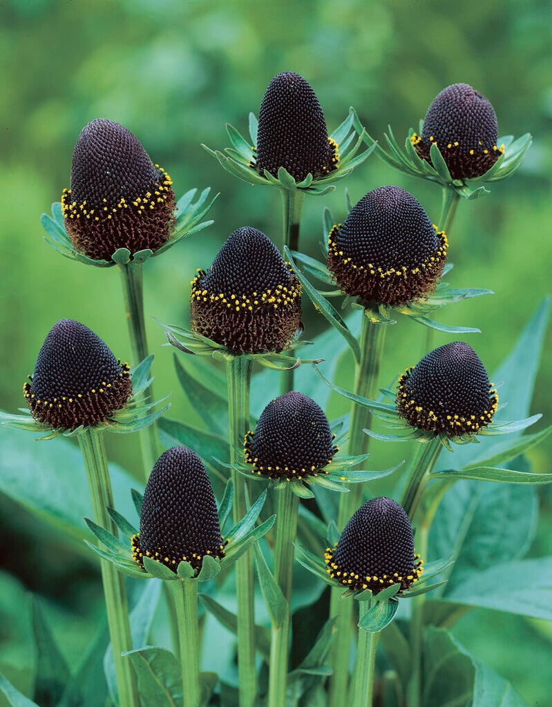 Black Rudbeckia Flower Seeds for Planting – Heirloom Non-GMO High Germination Seeds