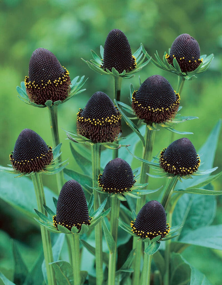 Black Rudbeckia Flower Seeds for Planting – Heirloom Non-GMO High Germination Seeds