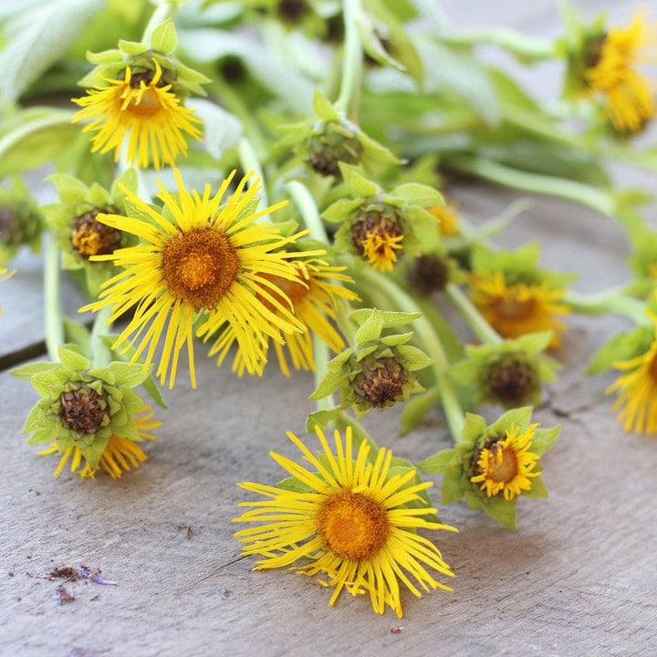 Elecampane Flower Seeds – Heirloom, Non-GMO, High Germination Organic Garden Seeds