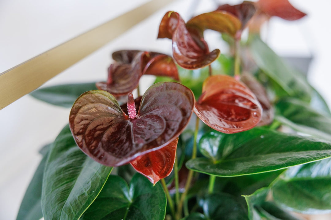 Brown Anthurium Flower Seeds for Planting – Heirloom Non-GMO High Germination Organic Seeds