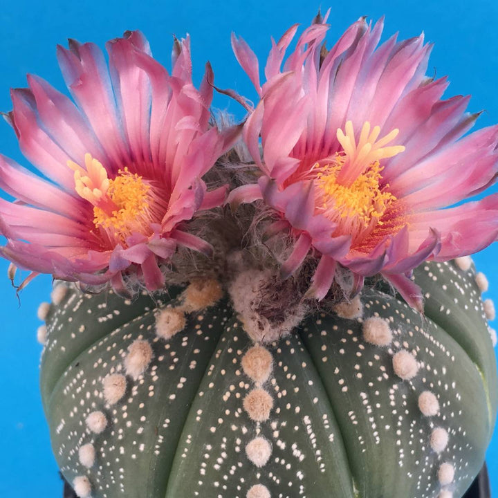 Astrophytum Flower Seeds Pink for Planting – Heirloom Non-GMO High Germination Organic Seeds