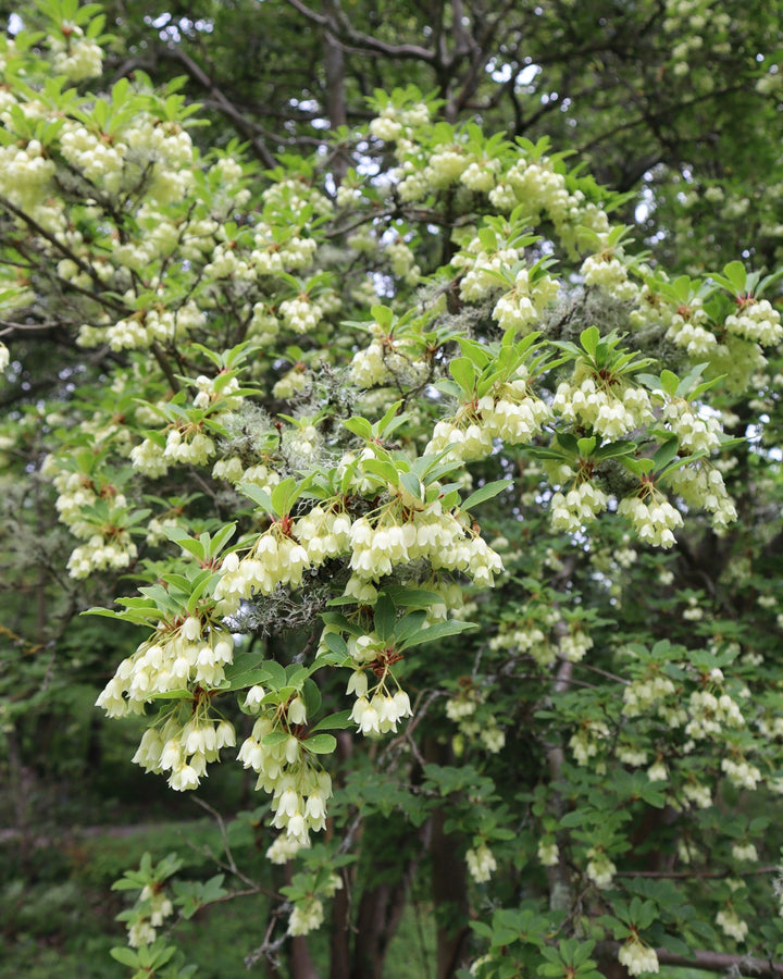 Enkianthus Campanulatus Flower Seeds White – Heirloom, Non-GMO, High Germination