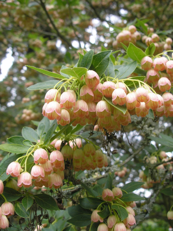 Enkianthus Flower Seeds – Heirloom, Non-GMO, High Germination Garden Seeds