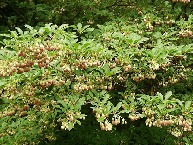 Enkianthus Flower Seeds – Heirloom, Non-GMO, High Germination Garden Seeds