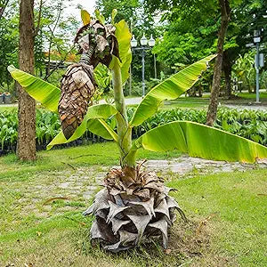 ensete superbum flower seeds