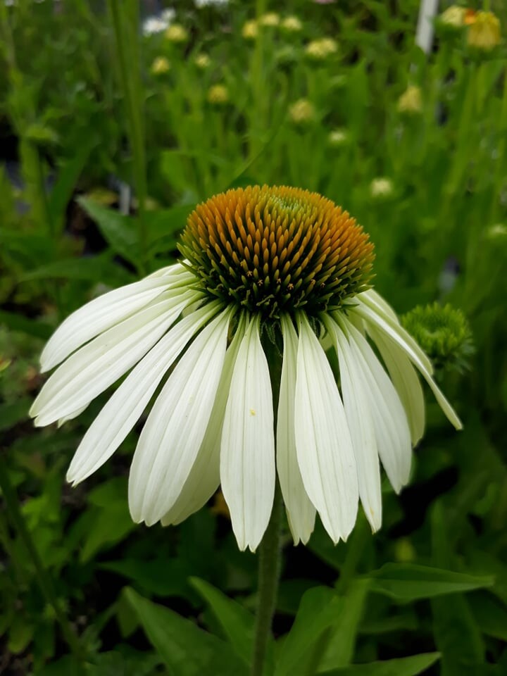White Cone Flower Seeds for Planting – Heirloom Non-GMO High Germination Seeds