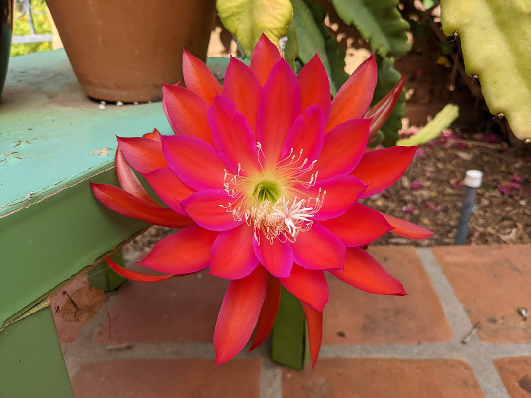 Red Cactus Flower Seeds – Heirloom, Non-GMO, High Germination Seeds