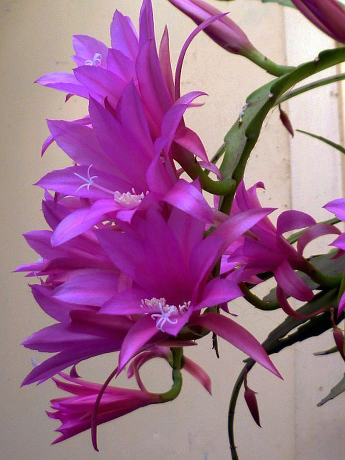 Purple Epiphyllum Oxypetalum Flower Seeds – Heirloom Non-GMO High Germination