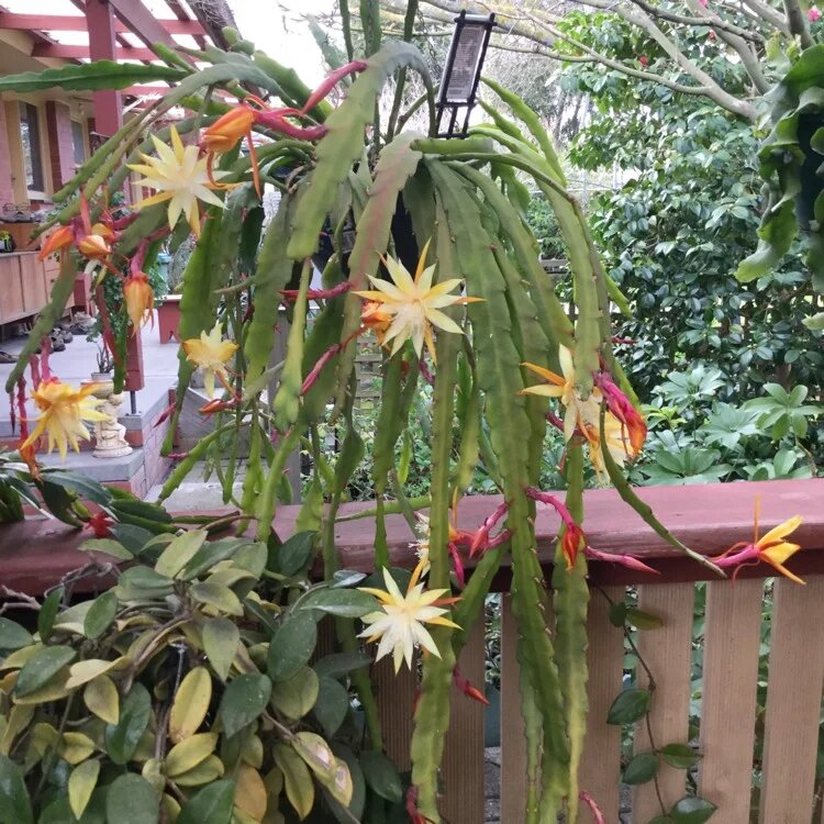 Cream Epiphyllum Flower Seeds – Heirloom Non-GMO High Germination Garden Seeds