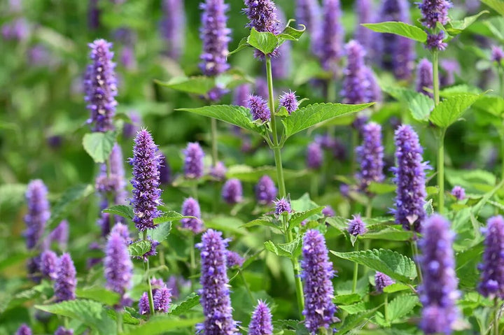 Purple Hyssopus Officinalis Plant Seeds for Planting | Heirloom Non-GMO High Germination Seeds