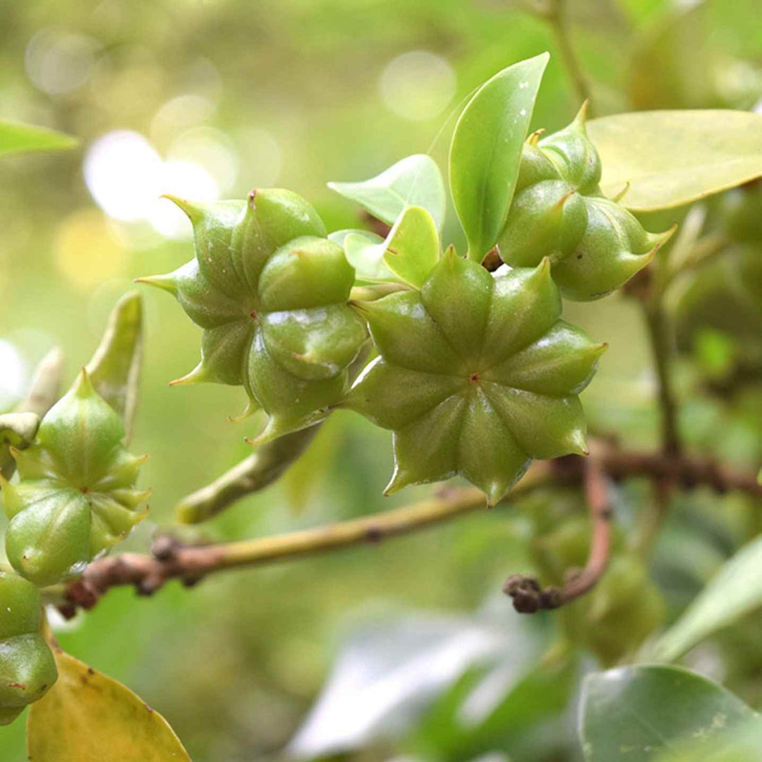 Green Illicium Flower Seeds – Heirloom, Non-GMO, High Germination Seeds