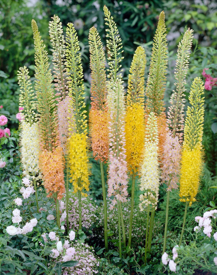 Mixed Eremurus Flower Seeds – Heirloom, Non-GMO, High Germination Seeds