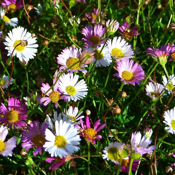 Erigeron Flower Seeds Mix – Heirloom, Non-GMO, High Germination Garden Seeds
