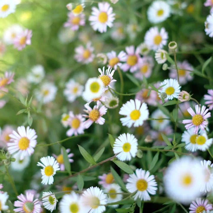 White Erigeron Karvinskianus Flower Seeds Heirloom Non-GMO High Germination Seeds