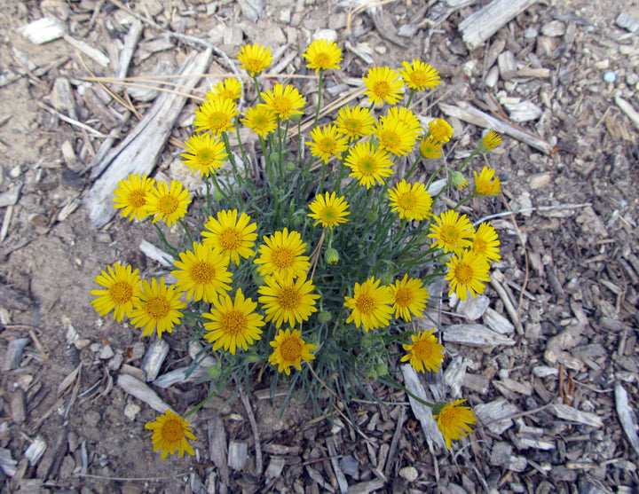 Yellow Erigeron Flower Seeds for Planting – Heirloom, Non-GMO, High Germination Organic