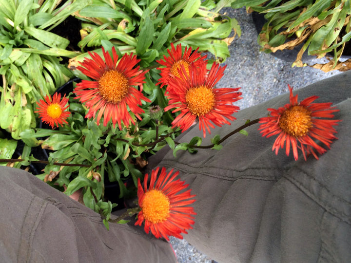 Rote Erigeron-Blumensamen – Alte Sorte, gentechnikfrei, keimstarke Samen zum Pflanzen