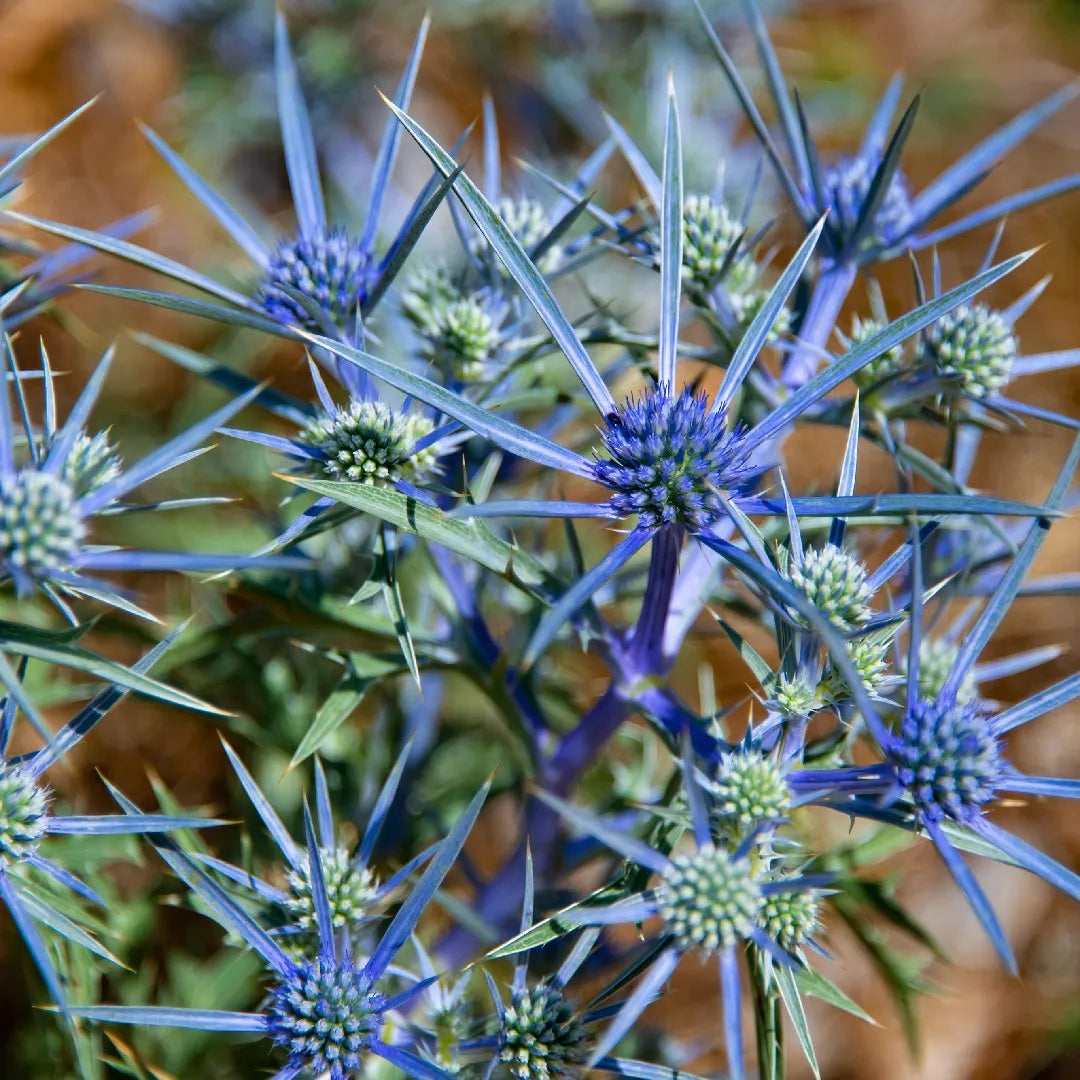 Eryngo Plant herb seeds