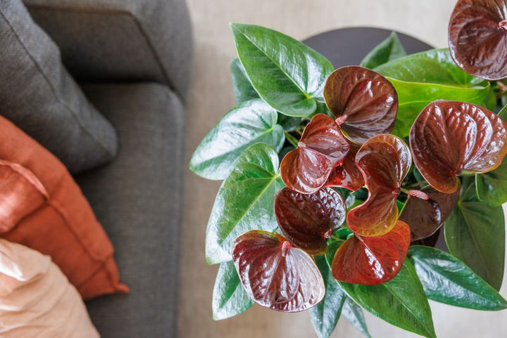 Brown Anthurium Flower Seeds for Planting – Heirloom Non-GMO High Germination Organic Seeds