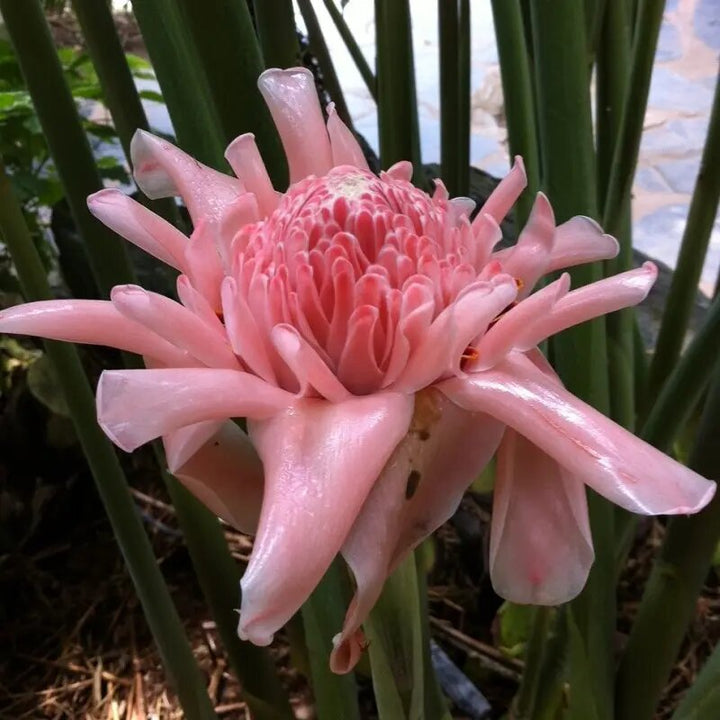Pink Etlingera Flower Seeds – Heirloom, Non-GMO, High Germination Seeds