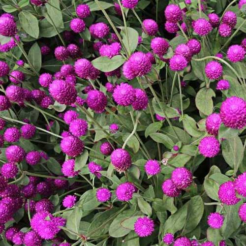 Gomphrena Flower Seeds – Heirloom, Non-GMO, High Germination Seeds