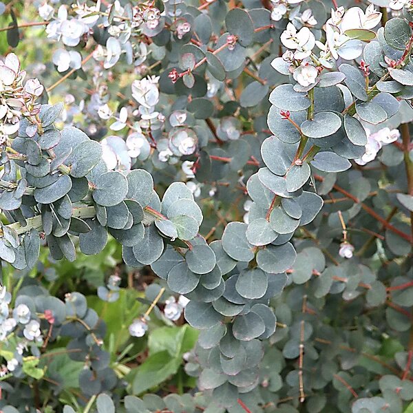 Sea Green Eucalyptus Plant Seeds – Heirloom Non-GMO High Germination Organic Garden Seeds