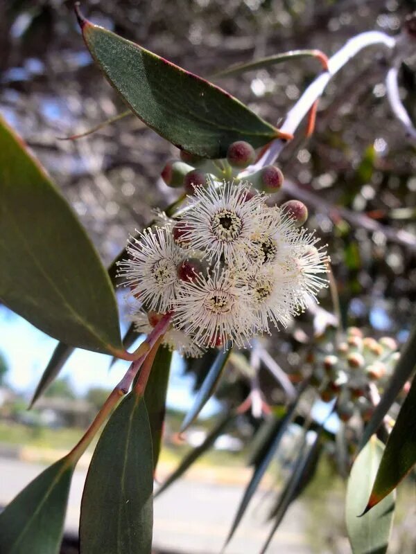 Eucalyptus Flower Seeds for Planting – Heirloom, Non-GMO, High Germination Seeds