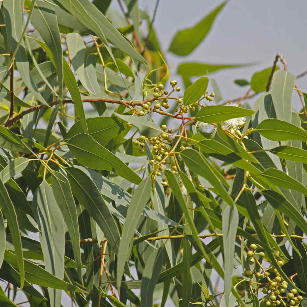 Eucalyptus Plant herb seeds