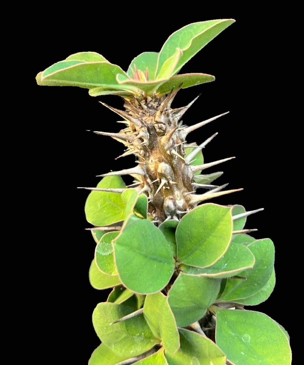 Green Euphorbia Dendroides Seeds for Planting – Heirloom Non-GMO High Germination Organic Garden Seeds