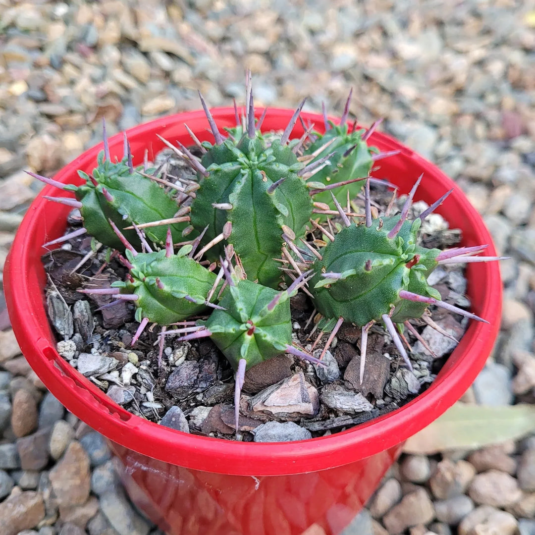 Euphorbia Ferox herb seeds