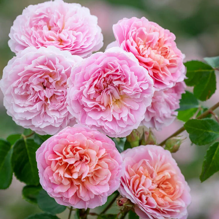 Austin Rose Flower Seeds for Planting – Heirloom Non-GMO High Germination Organic Garden Seeds