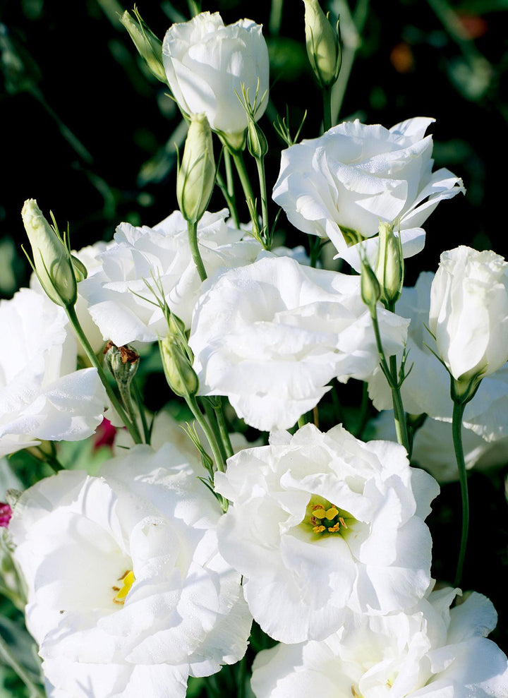 White Perennial Lisianthus Flower Seeds For Planting – Heirloom Non-GMO Organic Garden Seeds