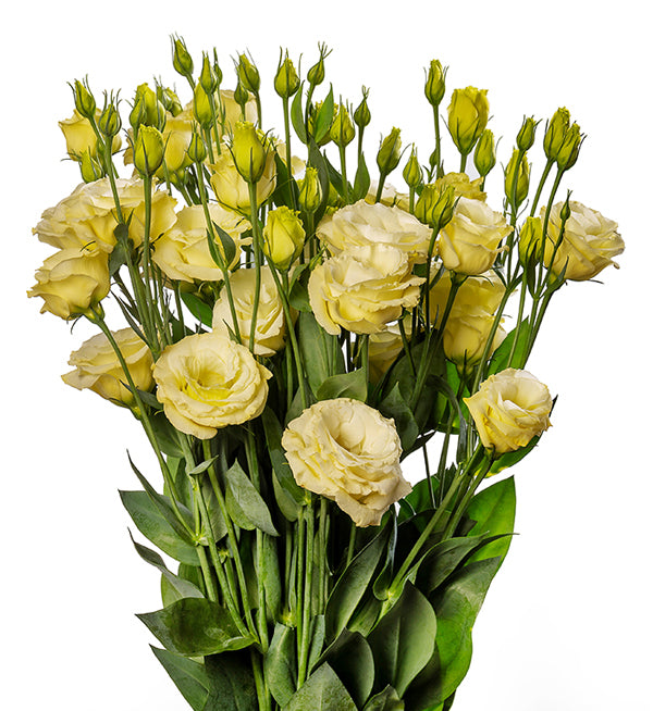 Eustoma Flower Seeds Yellow Heirloom Non-GMO High Germination Organic Garden Seeds