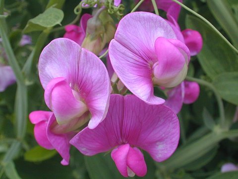Lathyrus Latifolius Blumensamen – Alte Sorte, gentechnikfrei, hohe Keimfähigkeit