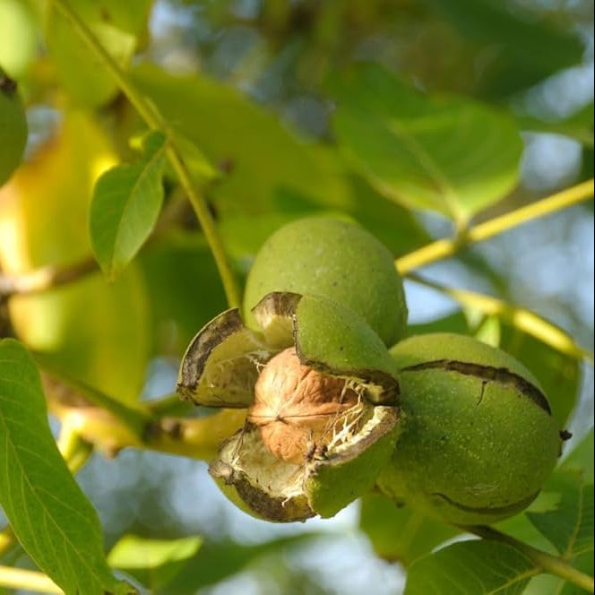 evergreen walnut flower seeds