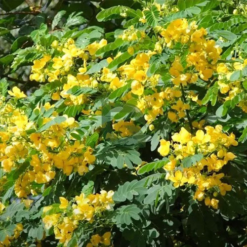 Yellow Calliandra Flower Seeds – Heirloom, Non-GMO, High Germination Organic Garden Seeds