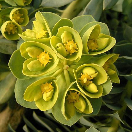 Green Camelia Flower Seeds – Heirloom, Non-GMO, High Germination Seeds