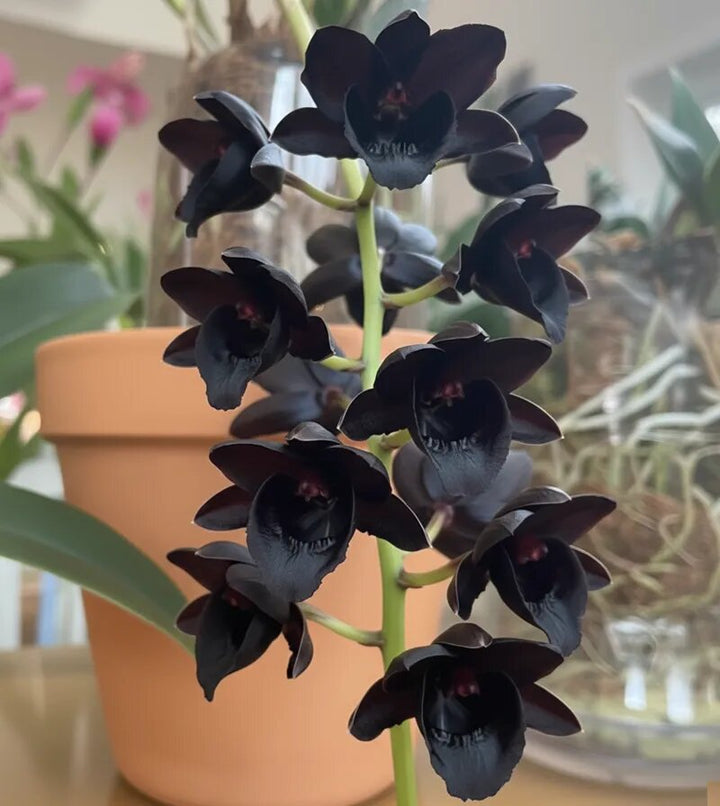 Black Phalaenopsis Flower Seeds for Planting – Heirloom Non-GMO Organic Garden Seeds