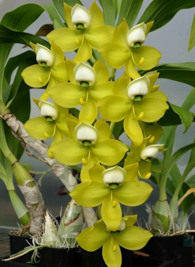 Giant Blooming Orchid Flower Seeds Green – Heirloom, Non-GMO, High Germination Seeds