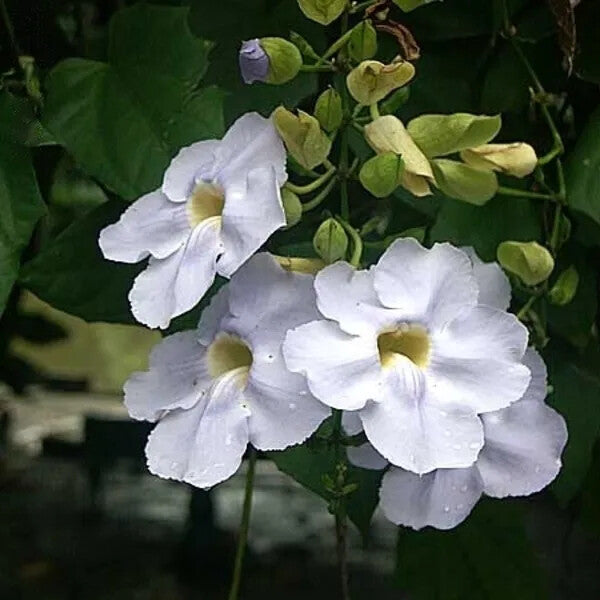 White Thunbergia Flower Seeds – Heirloom Non-GMO Organic Garden Seeds