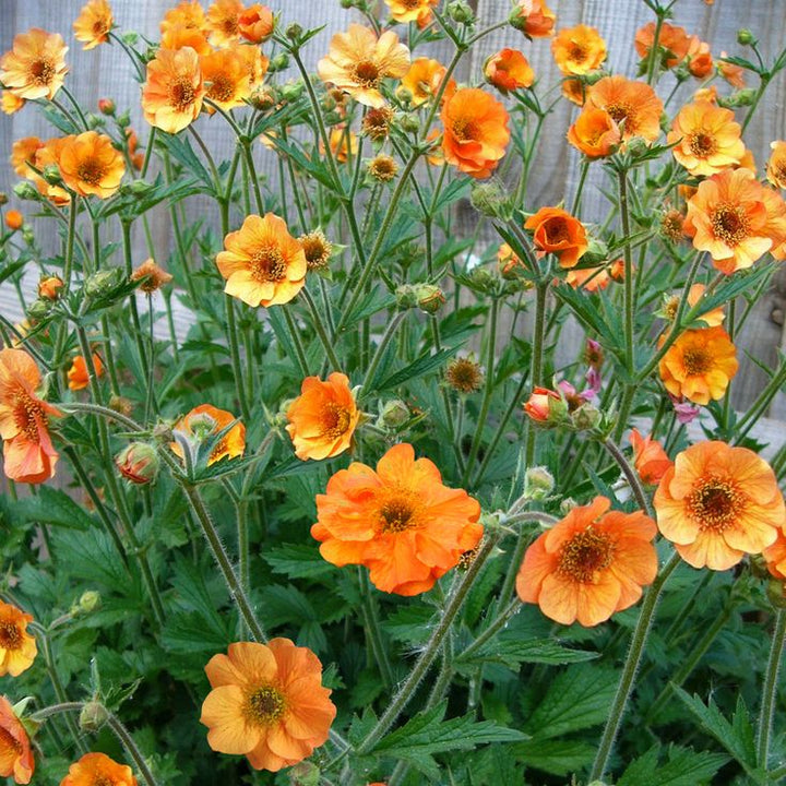 Orange Sanguisorba Blumensamen – Alte Sorte gentechnikfrei hohe Keimfähigkeit Bio-Gartensamen