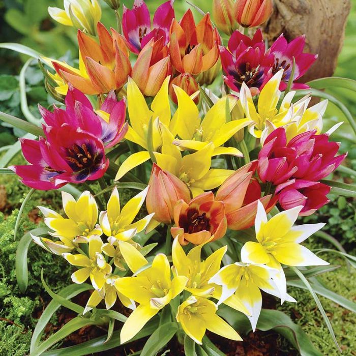 Mixed Tulipa Humilis Flower Seeds – Heirloom, Non-GMO, High Germination Seeds